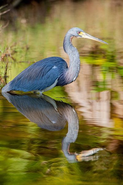 A tri-colored heron in breeding plumage-wades in shallow water-resting